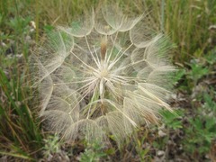 Tragopogon dubius