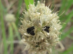 Allium fistulosum