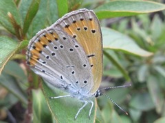 Lycaena dispar