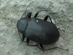 Plesiophthalmus davidis