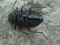 Plesiophthalmus davidis