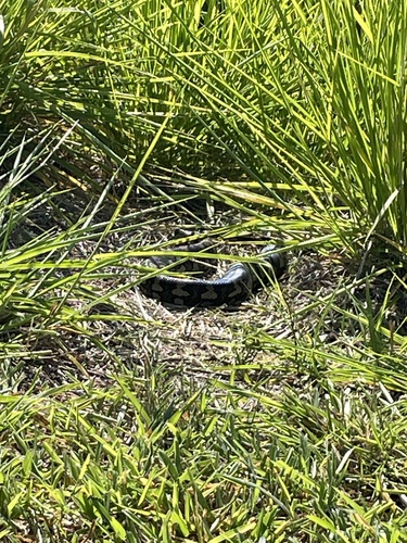 Jungle Carpet Python sighting