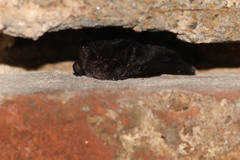 Barbastella barbastellus