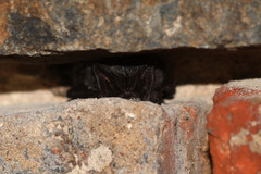 Barbastella barbastellus