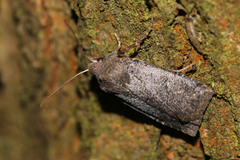 Conistra ligula