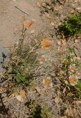Alstroemeria versicolor