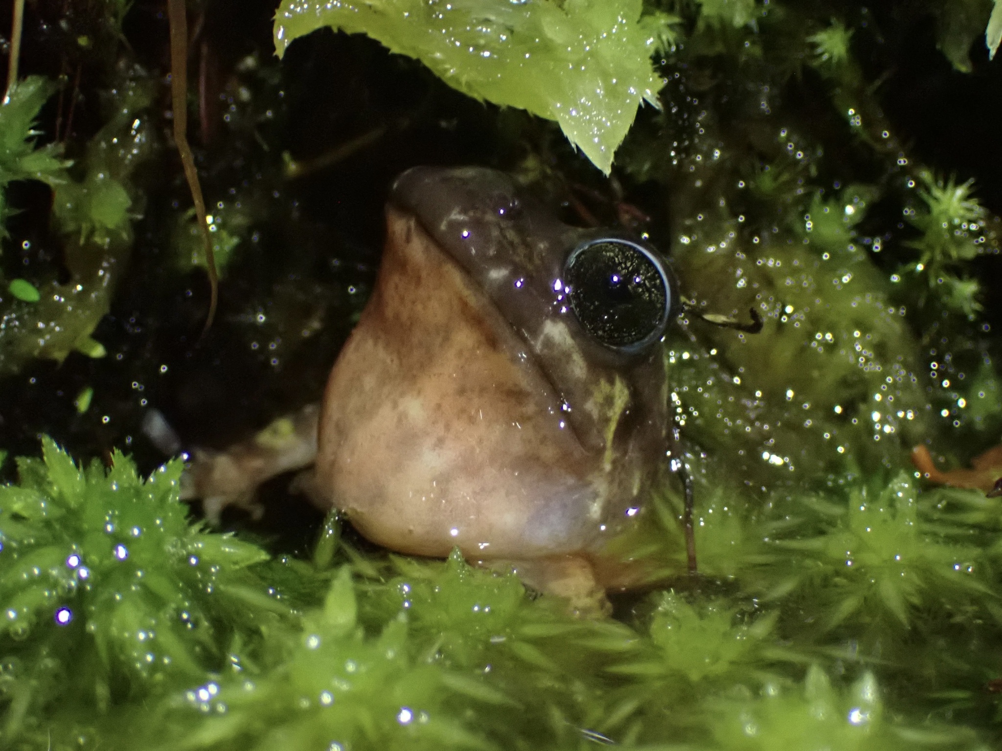 Eupsophus emiliopugini Formas, 1989