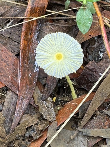 Leucocoprinus fragilissimus, 2025-10-24