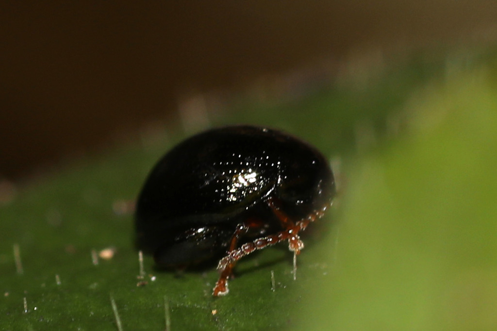 Apteropeda