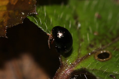 Apteropeda