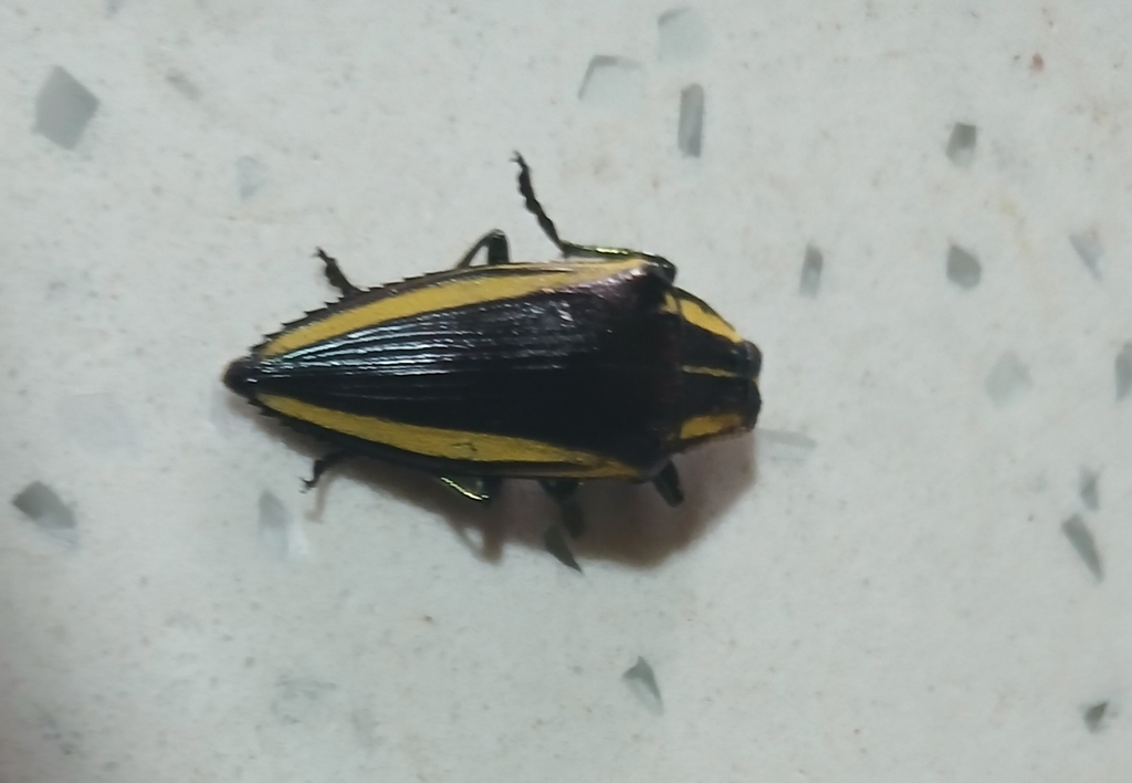 Paracupta meyeri