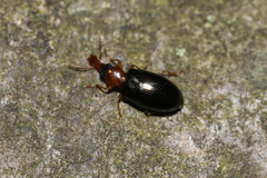 Salpingus ruficollis