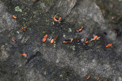 Quaternaria quaternata