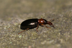 Salpingus ruficollis