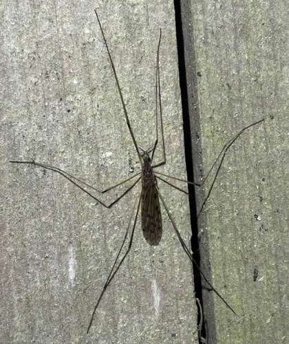 Unknown species found near Jonathan's Way, Brewster, MA, US
