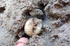 Pericoptus truncatus