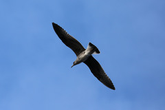 Larus michahellis atlantis