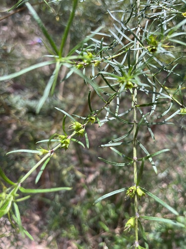 Westringia longifolia