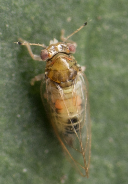 lemonade berry psyllid