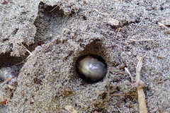 Pericoptus truncatus