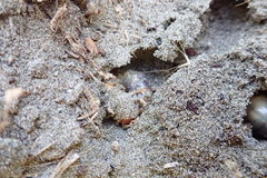 Pericoptus truncatus