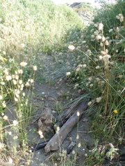 Pericoptus truncatus