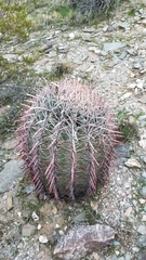 Ferocactus cylindraceus