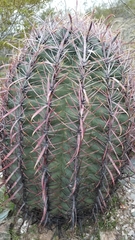 Ferocactus cylindraceus