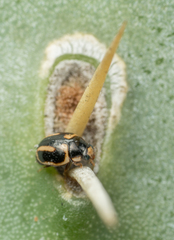 Hyperaspis trifurcata