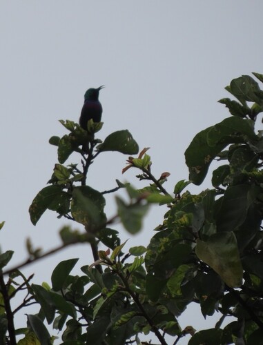 Purple-banded Sunbird (Cinnyris bifasciatus), photo 9