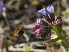 Bombylius discolor