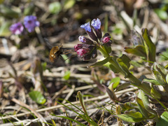 Bombylius discolor