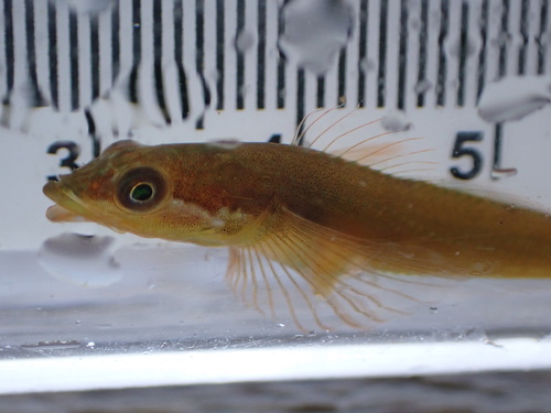 Manacled sculpin (Synchirus gilli) — Cottidae — 3
