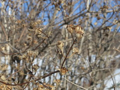Philadelphus tenuifolius
