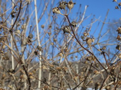 Philadelphus tenuifolius