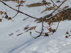 Philadelphus tenuifolius