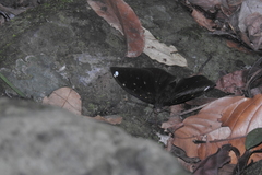 Lexias albopunctata