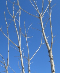 Fraxinus mandshurica