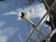 Fraxinus mandshurica