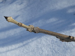 Fraxinus mandshurica
