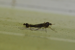 Sylvicola neozelandicus