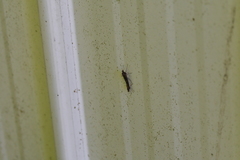 Sylvicola neozelandicus