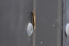 Erechthias stilbella