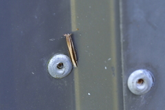 Erechthias stilbella