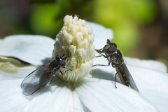 Melangyna pavlovskyi