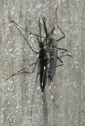 Unknown species found near Jonathan's Way, Brewster, MA, US