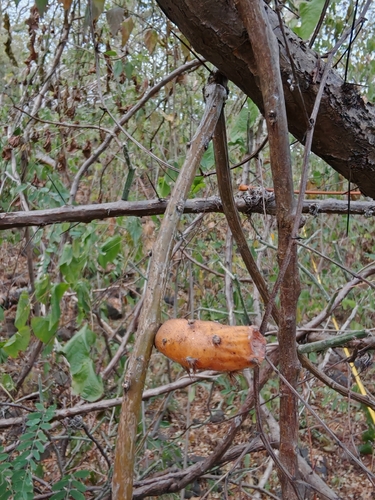 Pereskiopsis diguetii, photograph 4