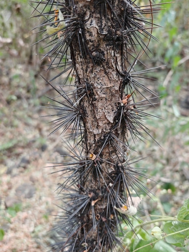 Pereskiopsis diguetii, photograph 5