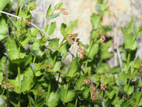 Gonocarpus mezianus (Gonocarpus mezianus)
