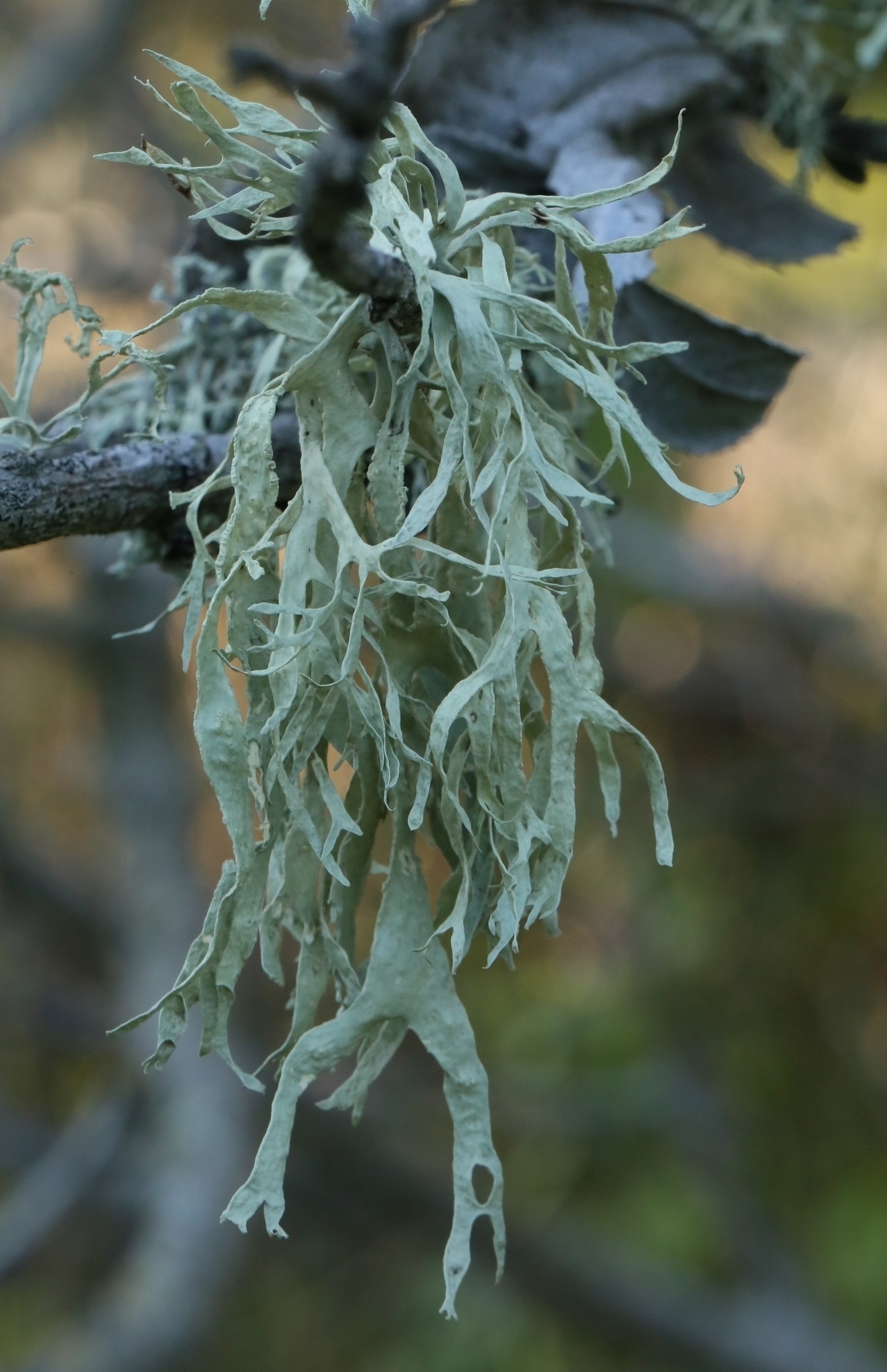 Ramalina image